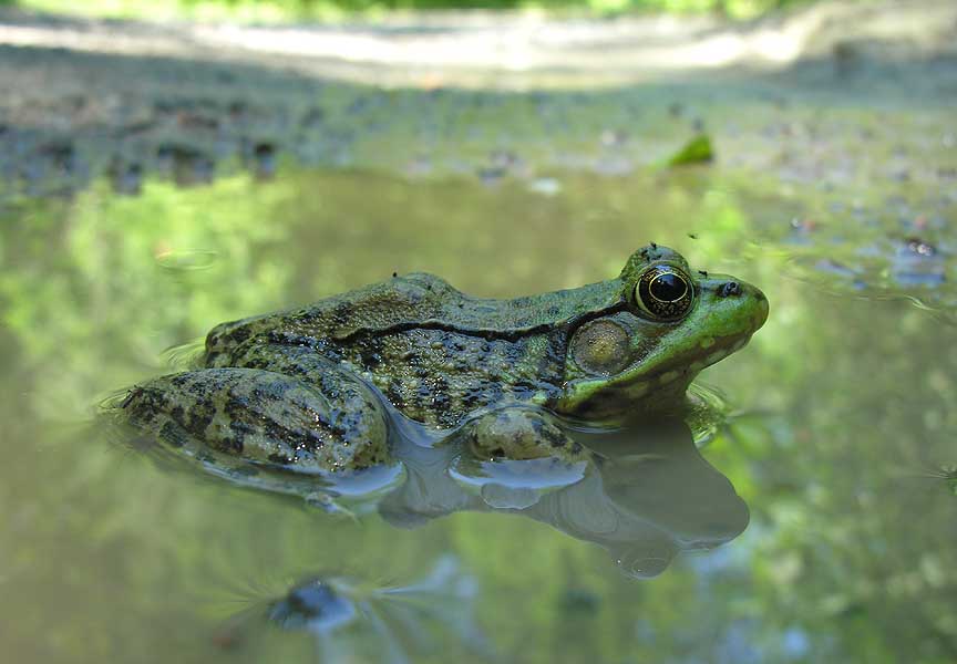 Green Frog - <i>Rana clamitans</i>