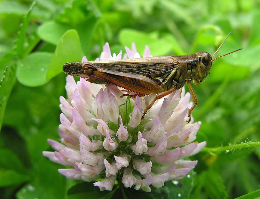 spurthroated grasshopper (?) -- <i>Melanoplus species</i> on clover