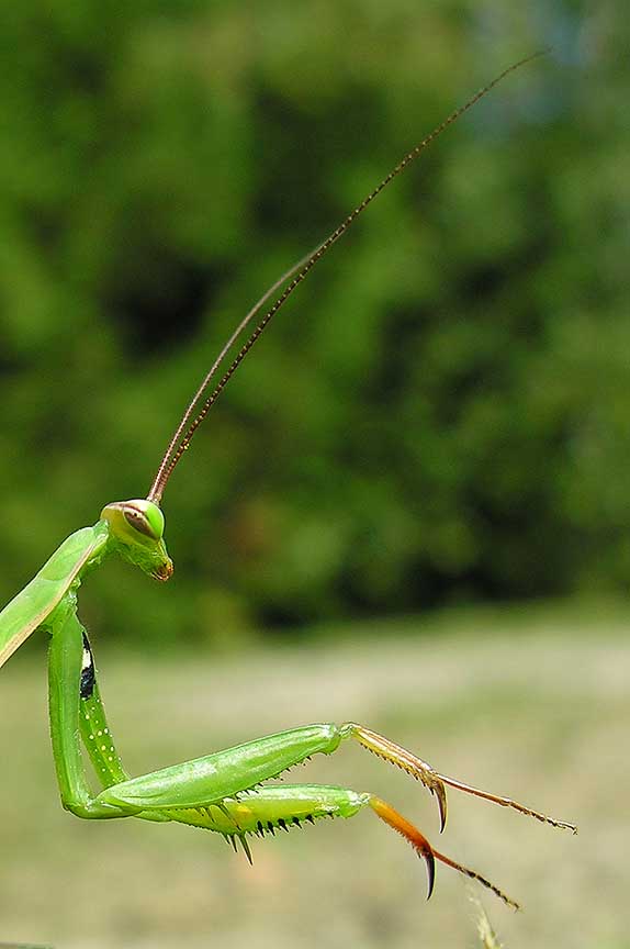 Praying mantis -- <i>Mantis religiosa</i> - head close-up
