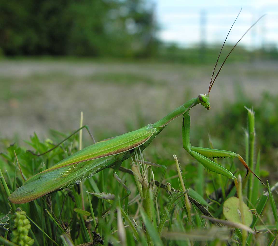 mantis-1-larger.jpg