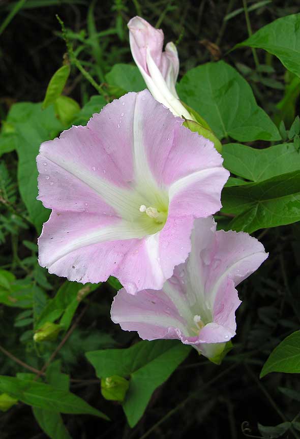 Hedge Bindweed -- <i>Convolvulus sp.</i> - view 2