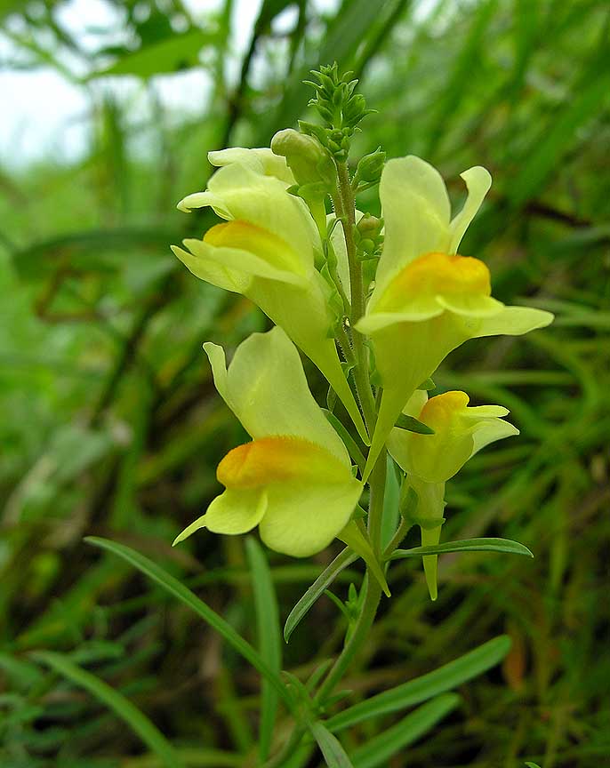 Butter-and-Eggs -- <i>Linaria vulgaris</i>