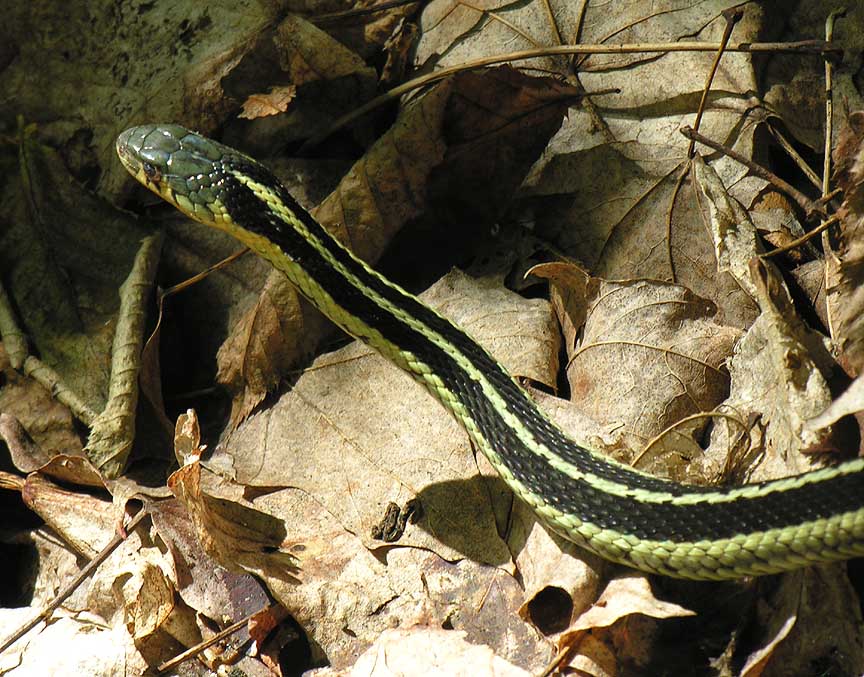 <i>Thamnophis sirtalis sirtalis</i> -- Eastern Garter Snake - view 2
