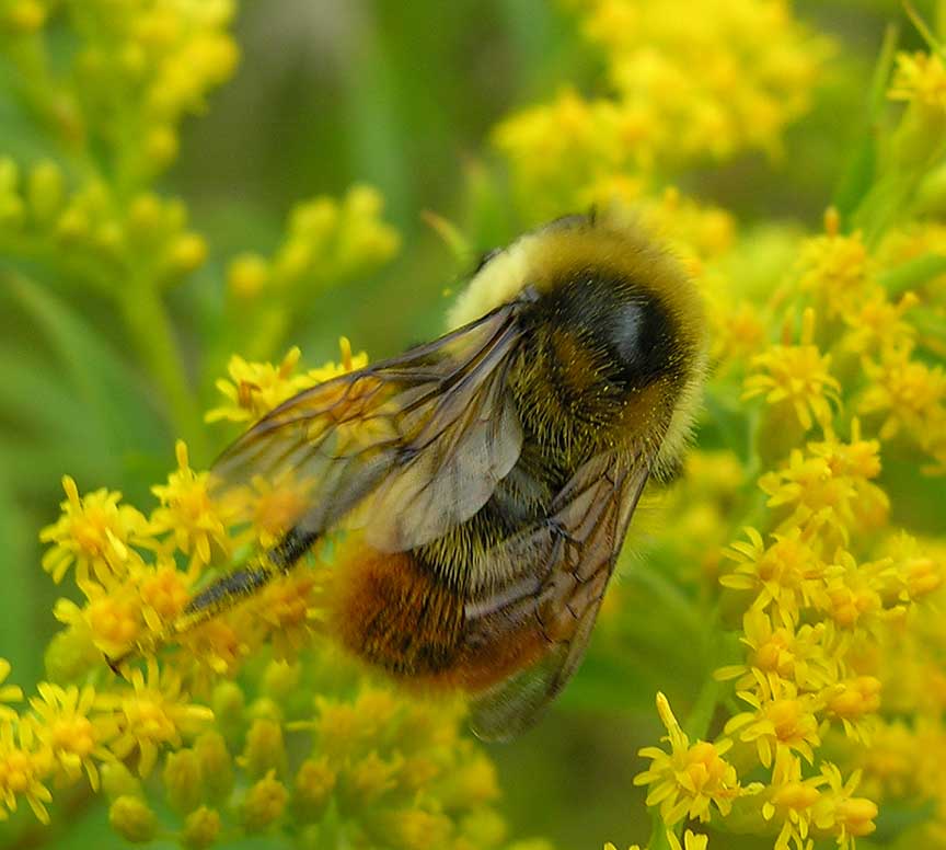 red tailed bumblebee - not yet IDd