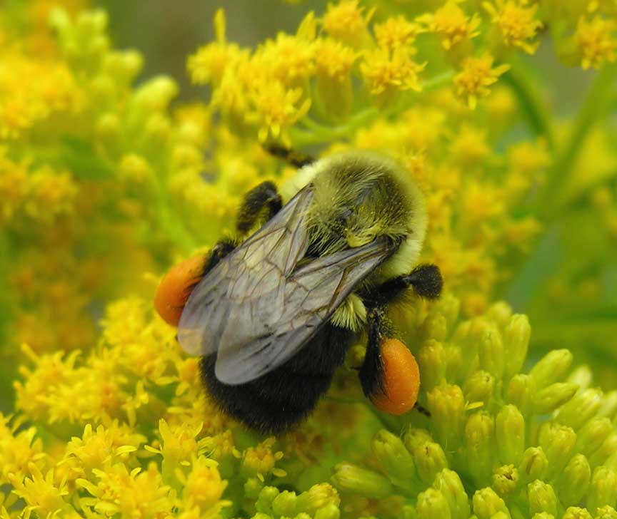 Bumblebee with pollen -- view 2