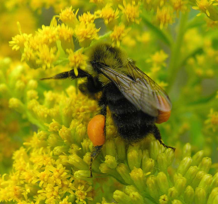 Bumblebee with pollen -- view 3