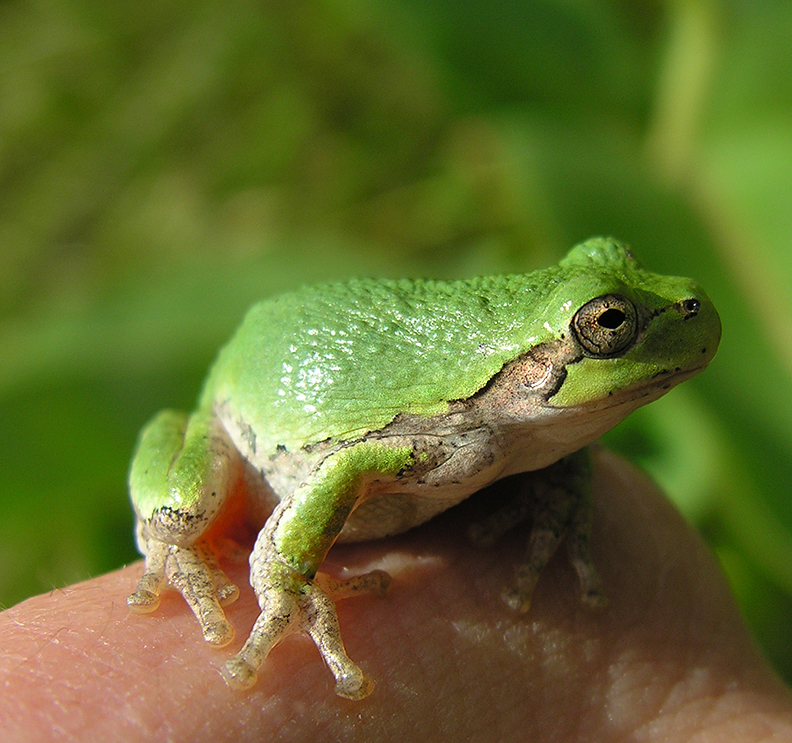 <i>Hyla versicolor</i> -- Gray Treefrog