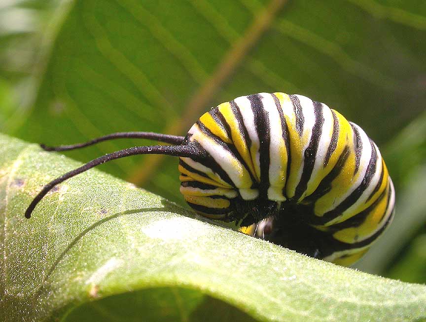 Monarch caterpillar - head 1