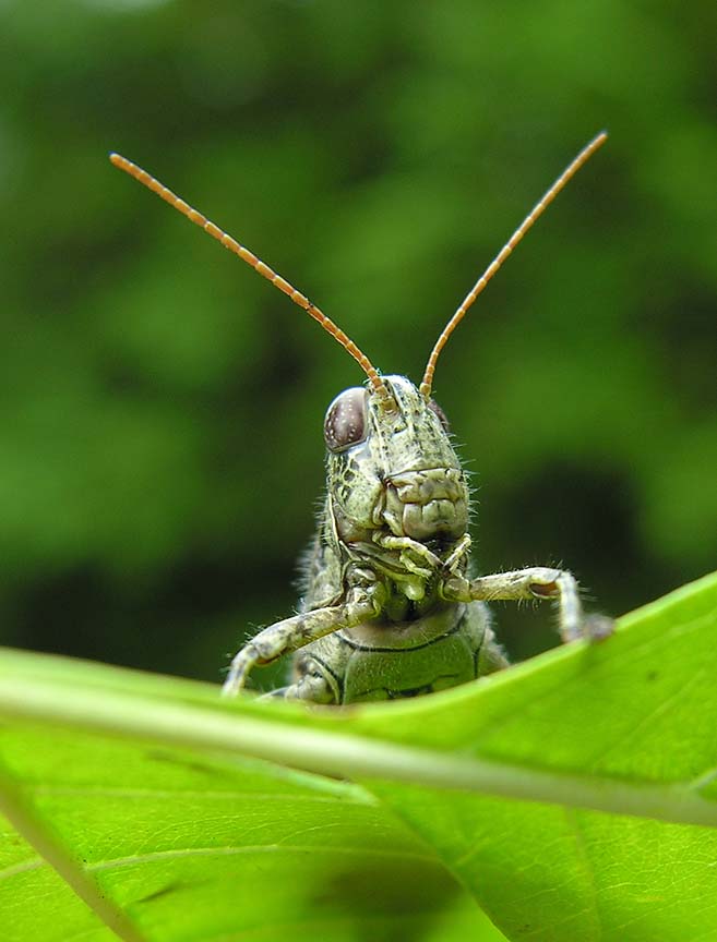 Pinetree Spurthroated Grasshopper - <i>Melanoplus punctulatus </i>