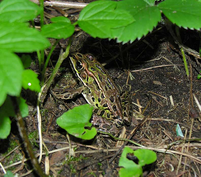 Leopart frog - <i>Rana pipiens</i>