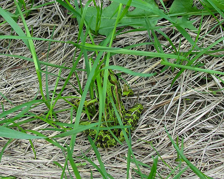 Leopard frog - <i>Rana pipiens</i> - juvenile