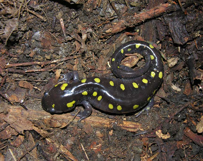 <i>Ambystoma maculatum</i>  -- Spotted Salamander