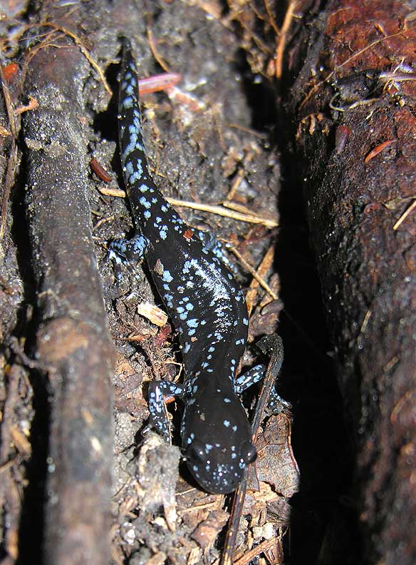 <i>Ambystoma laterale</i>  -- Blue-spotted Salamander