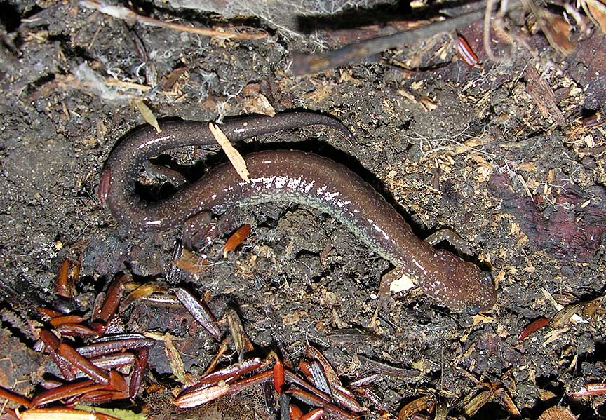 </i>Plethodon cinereus</i> -- Eastern Red-backed Salamander