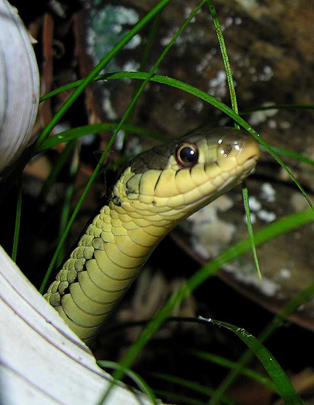 <i>Thamnophis sirtalis sirtalis</i> - Eastern Garter Snake - view 4