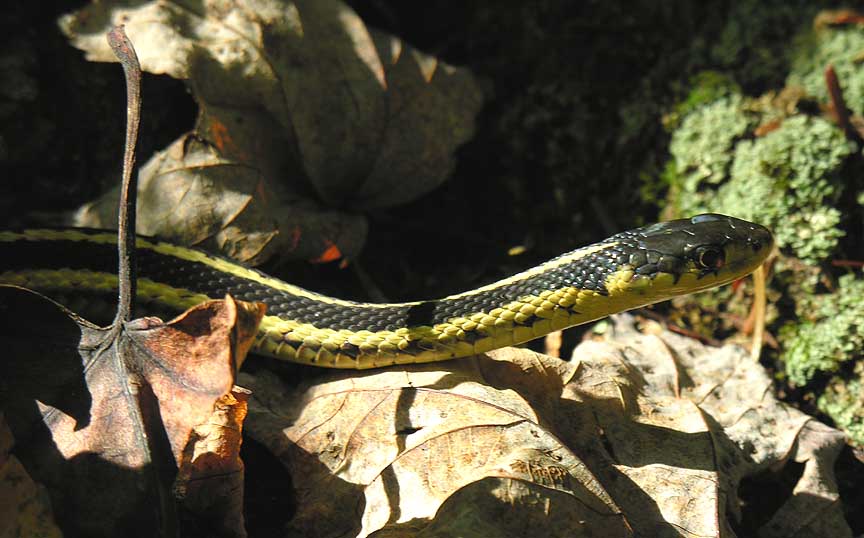 <i>Thamnophis sirtalis sirtalis</i> - Eastern Garter Snake