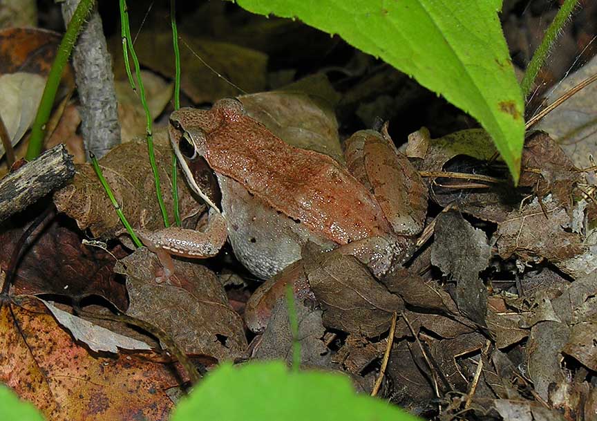 <i>Rana sylvatica</i>  --  Wood frog