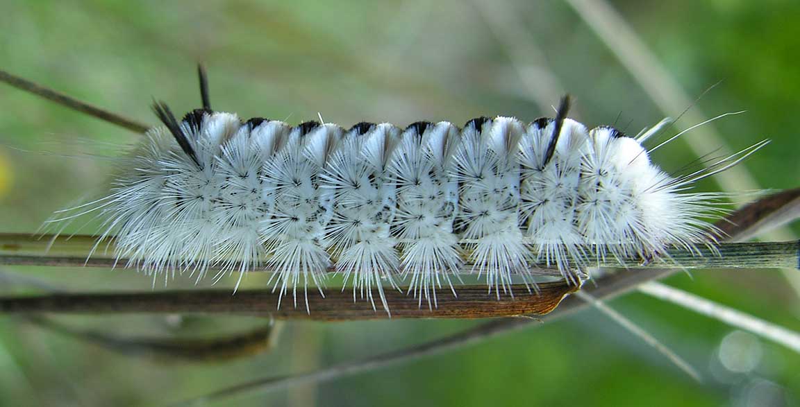 <i>Lophocampa caryae</i> --  Hickory Tussock Moth caterpilar