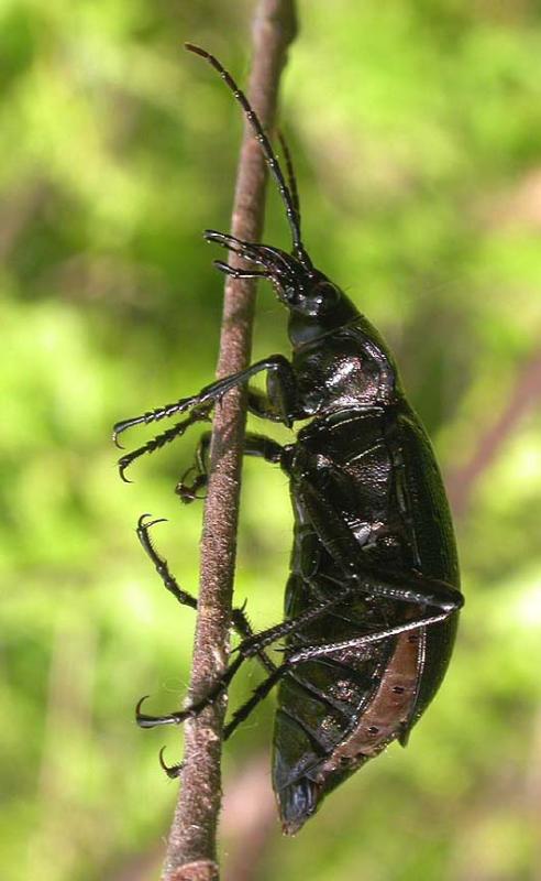 black-beetle  -  (side)