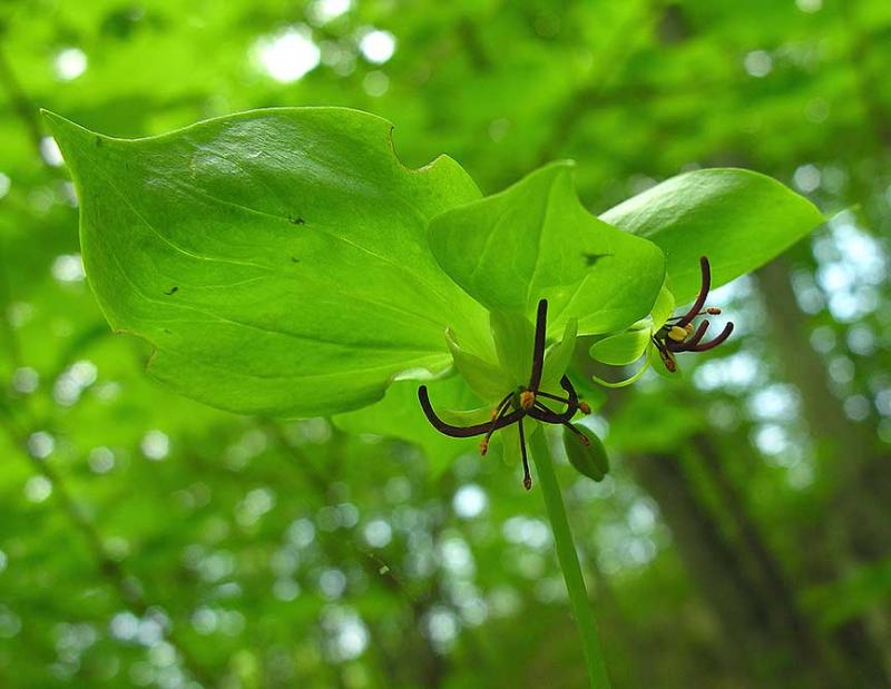 Indian Cucumber Root flowers -- <i>Medeola virginiana</i>