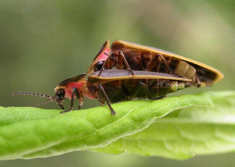 fireflies - pair mating