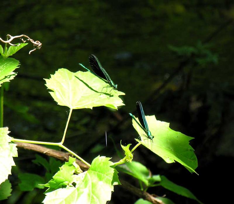 ebony-jewelwings.jpg