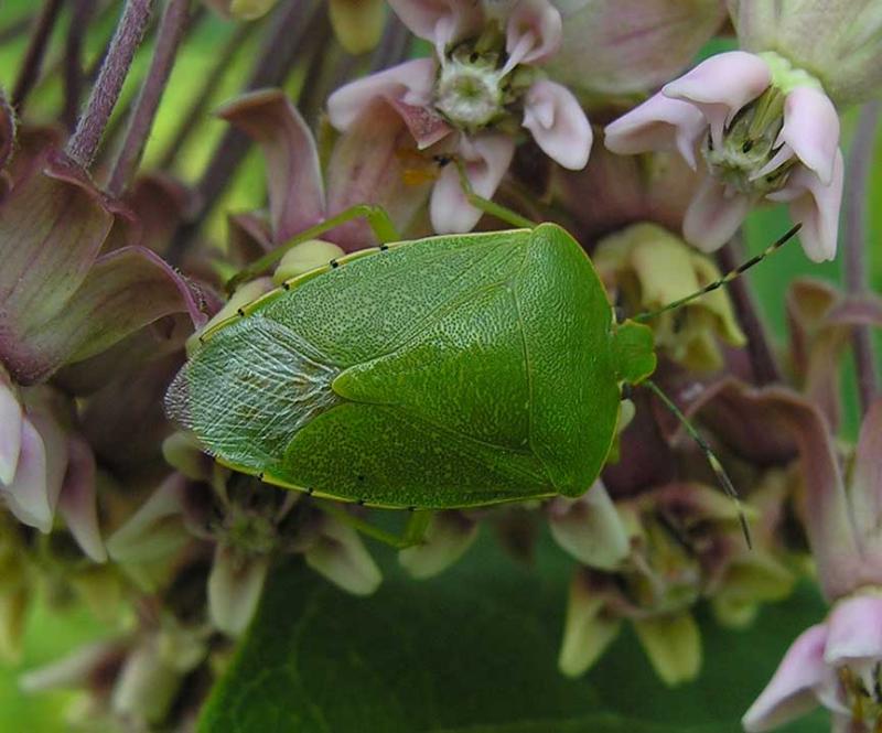 Green Stink bug  -- maybe <i>Acrosternum hilare</i>