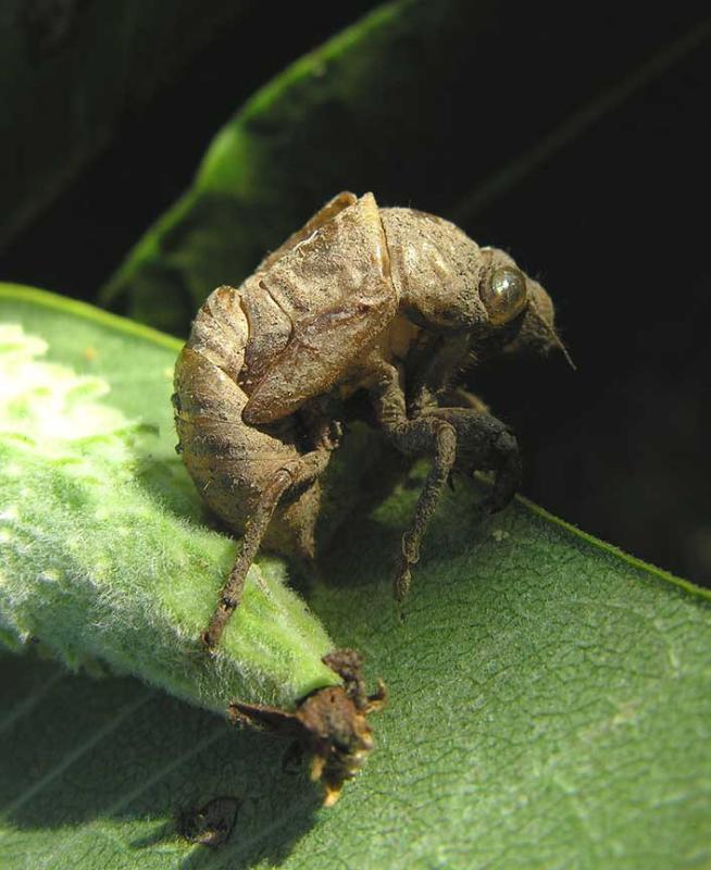 Dogday Harvestfly cicada - <i>Tibicen canicularis</i> -- exuviae