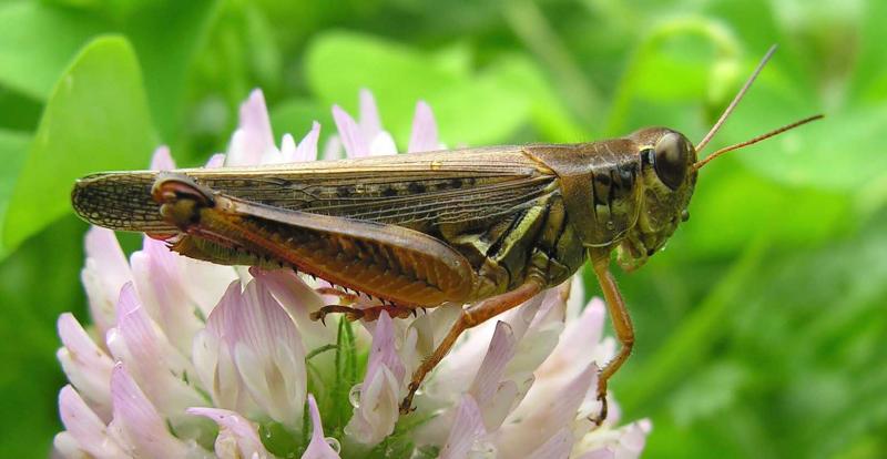 spurthroated grasshopper (?) -- <i>Melanoplus species</i> - large version