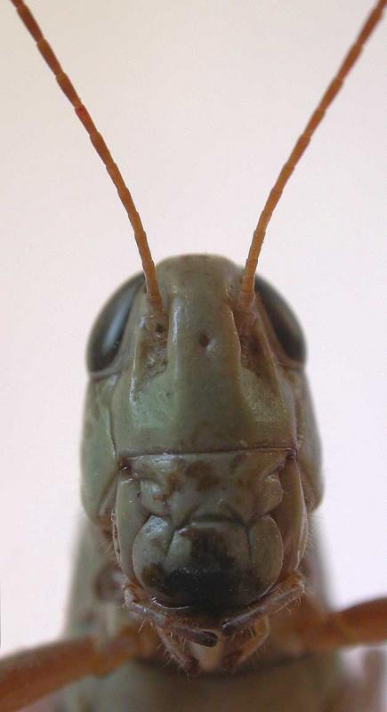Red-legged Grasshopper -- <i>Melanoplus femurrubrum</i> ? - head - view 2