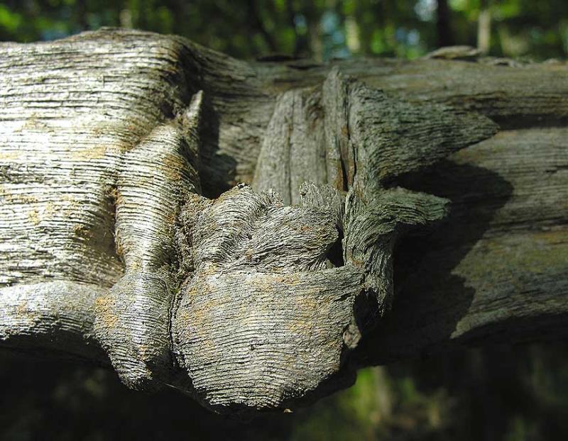 knot in cedar rail fence