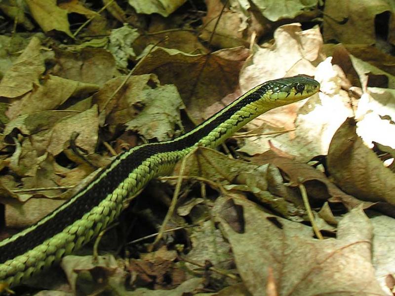 <i>Thamnophis sirtalis sirtalis</i> -- Eastern Garter Snake - view 1