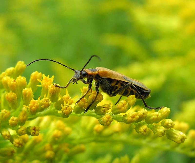 Pennsylvania Leatherwing - <i>Chauliognathus-pennsylvanicus</i> - view 2