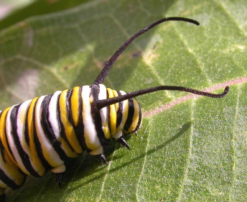 Monarch caterpillar - head - 2