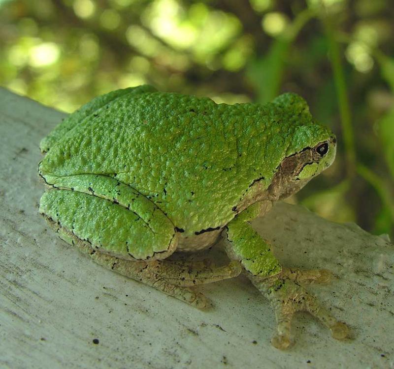 Gray treefrog -- <i>Hyla versicolor</i>