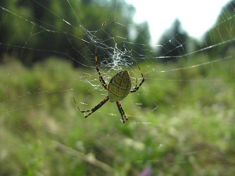 Argiope trifasciata on web