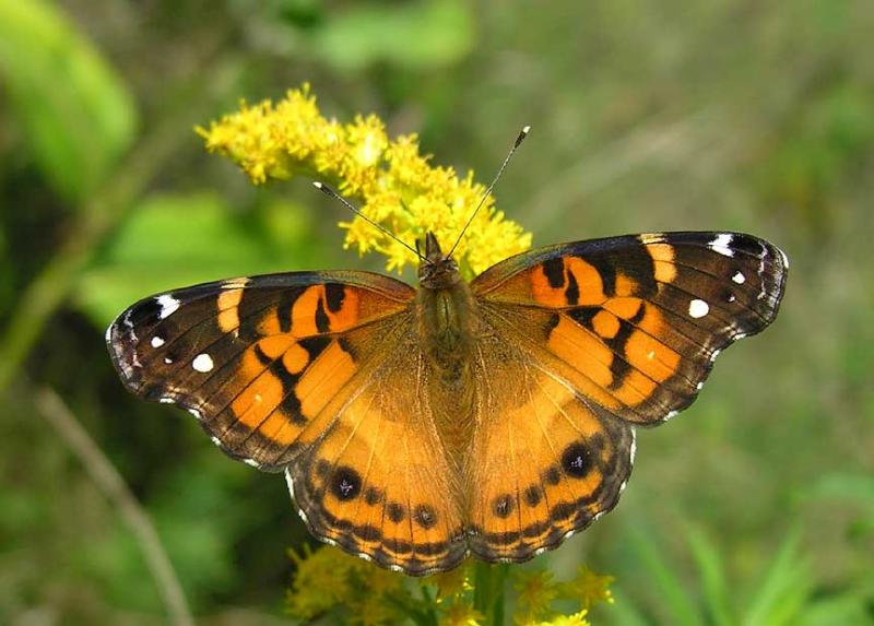 American Lady - <i>Vanessa virginiensis</i> - top