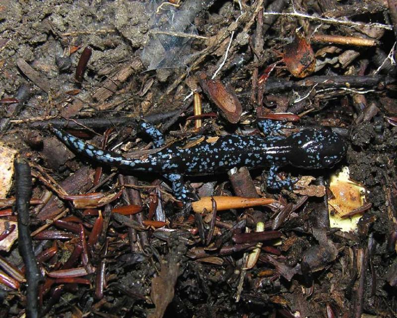 <i>Ambystoma laterale</i>  -- Blue-spotted Salamander