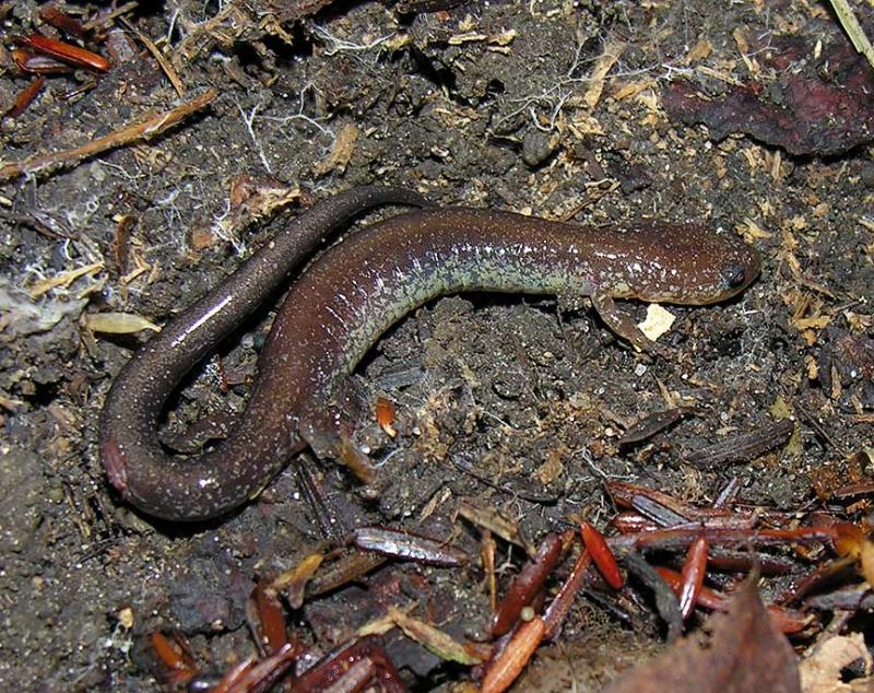 </i>Plethodon cinereus</i> -- Eastern Red-backed Salamander