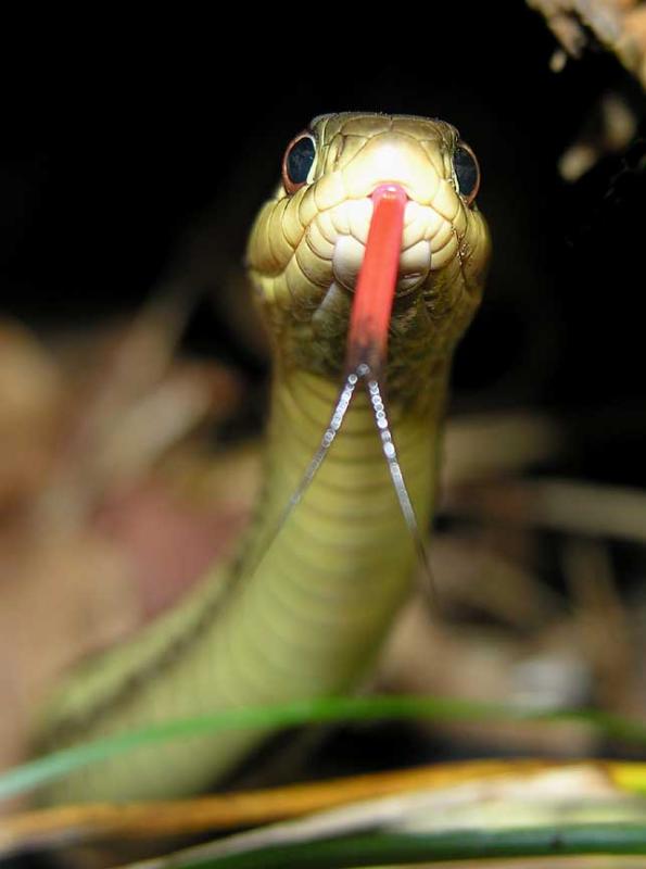 <i>Thamnophis sirtalis sirtalis</i> - Eastern Garter Snake - view 2