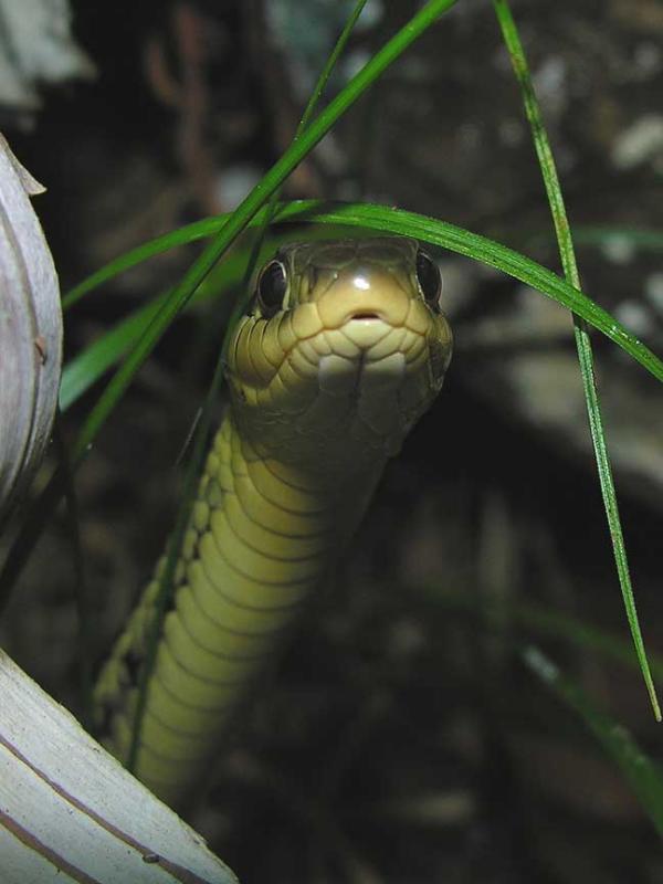 <i>Thamnophis sirtalis sirtalis</i> - Eastern Garter Snake - view 3
