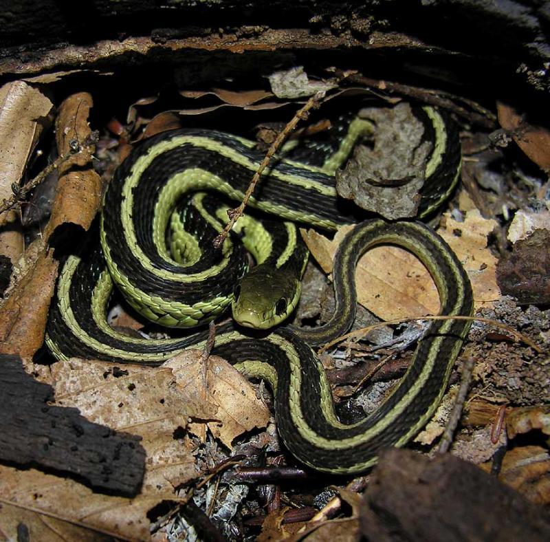 <i>Thamnophis sirtalis sirtalis</i> - Eastern Garter Snake - view 1