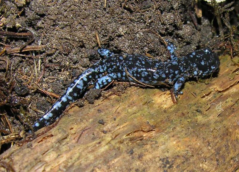 <i>Ambystoma laterale</i> -- Blue-spotted Salamander - view 2
