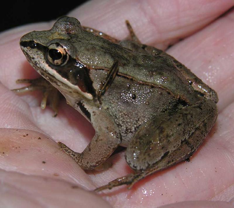 <i>Rana sylvatica</i> - Wood frog - view 1