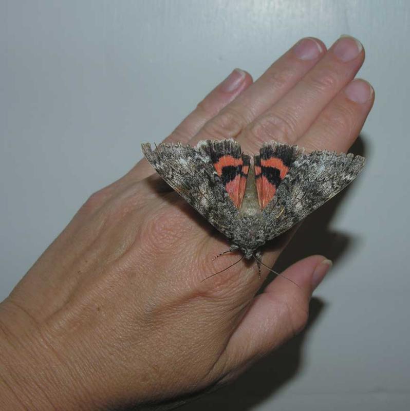 <i>Catocala sp.</i> (Underwing Moth)