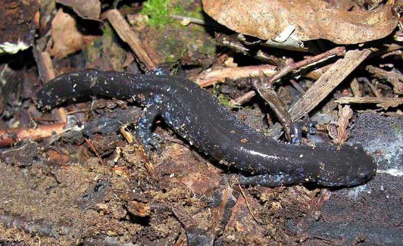 <i>Ambystoma laterale</i>  -- Blue-spotted Salamander - 1