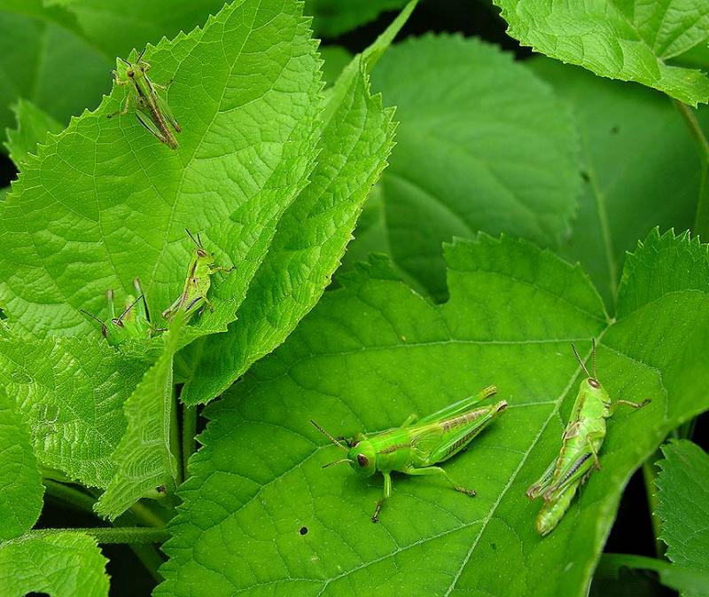 Young grasshoppers