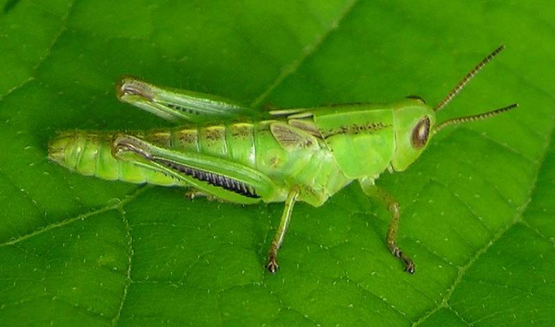 young Two-striped Grasshopper (?) -- <i>Melanoplus bivittatus (?)</i>