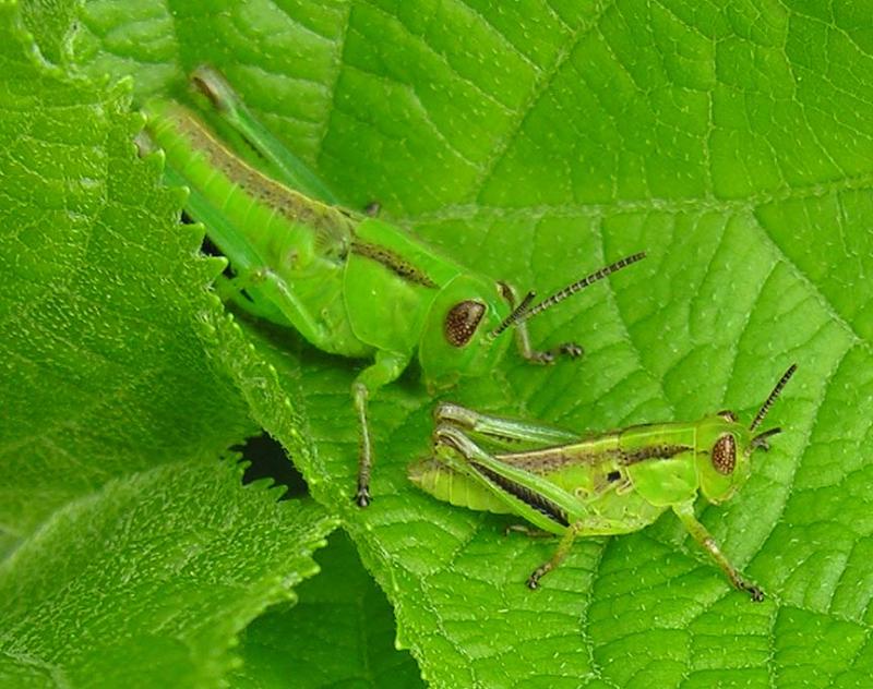 young Two-striped Grasshoppers (?) -- <i>Melanoplus bivittatus (?)</i>