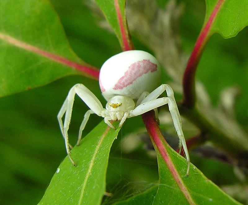 <i>Misumena vatia</i> -- Flower Crab Spider